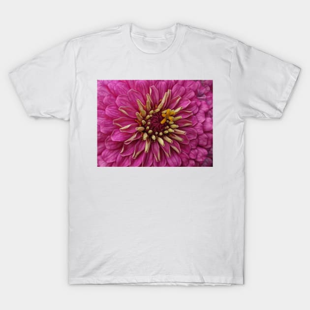 zinnia flower bloom in pink T-Shirt by mister-john